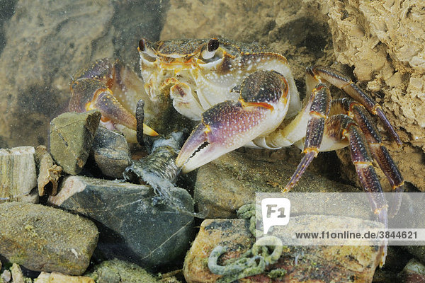 Freshwater Crab (Potamon fluviatilis)  adult  feeding on fish  Italy  Europe