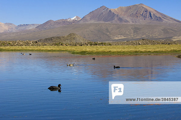 Andensee  Riesenblässhühner (Fulica gigantea) und Enten  Lauca Nationalpark  Arica und Parinacote Region  Chile  Südamerika