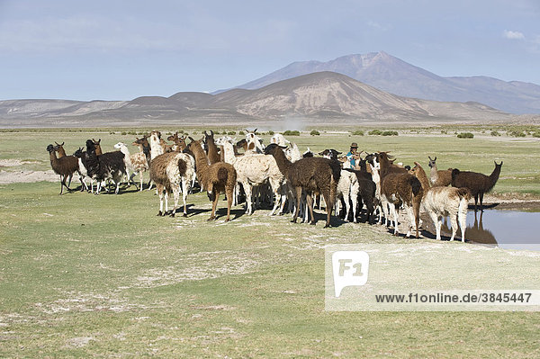 Llama (Lama glama) herd  San Juan  Potosi  Bolivia  South America