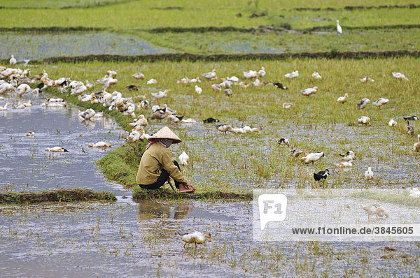 Frau beim Entenhüten am Reisfeld  Vietnam  Asien