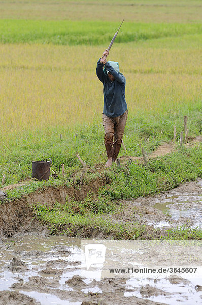 Frau bei der Arbeit  Reisfeld  Vietnam  Asien