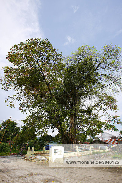 Heiliger Baum Dr. Ludwig Ingwer Nommensen-Gedenkstätte Tarutung Batak Region Sumatra Indonesien Asien