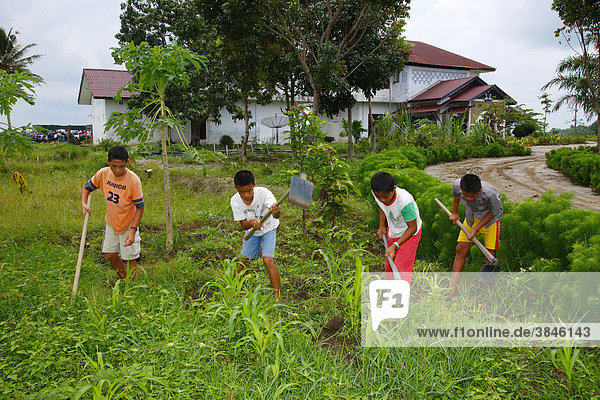 Children gardening in the vegetable garden  Margaritha children's home  Marihat  Batak region  Sumatra island  Indonesia  Asia