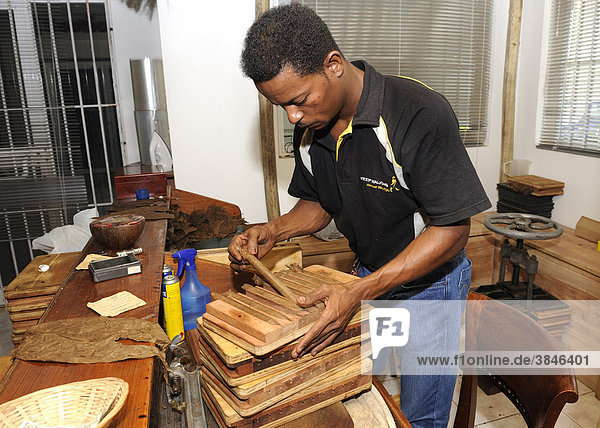 Mann legt frisch gerollte Zigarren in eine Pressvorrichtung  Zigarrenmanufaktur in Punta Cana  Dominikanische Republik  Karibik
