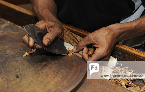 Man cutting the wrapper of a cigar  cigar factory in Punta Cana  Dominican Republic  Caribbean