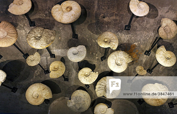 Sammlung von Ammoniten  neues Ruhr Museum  Welterbe Zeche Zollverein  Essen  Ruhrgebiet  Nordrhein-Westfalen  Deutschland  Europa