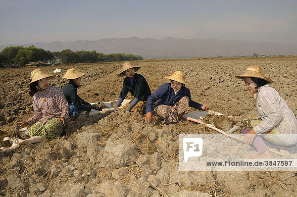 Feldarbeiterinnen laden sich Erdklumpen mit bloßen Händen in einfache Tragen  um die Erde an eine andere Stelle zu transportieren  Nyaungshwe  Inle-See  Shan Staat  Myanmar  Birma  Burma  Südostasien  Asien