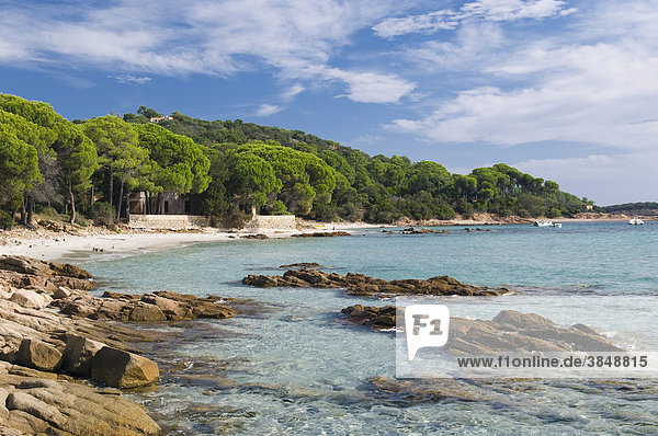 Pinien am Strand  Golf von Pinarellu  Ostküste  Insel Korsika  Frankreich  Europa