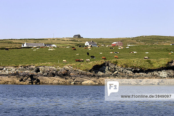 Farmland  Nutzfläche  Valentia Island oder Valencia Island  Insel  Kerry  Republik Irland  Europa