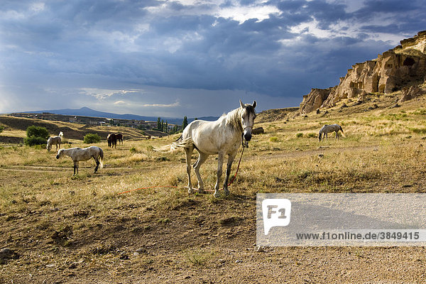 Pferde bei Gewitterstimmung in Tuffsteinlandschaft  Kappadokien  Zentralanatolien  Türkei  Asien