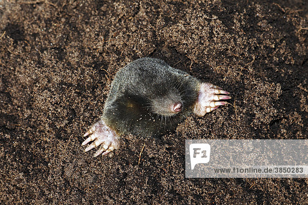 Europäischer Maulwurf (Talpa europaea) in frisch ausgeworfener Erde am Maulwurfshügel