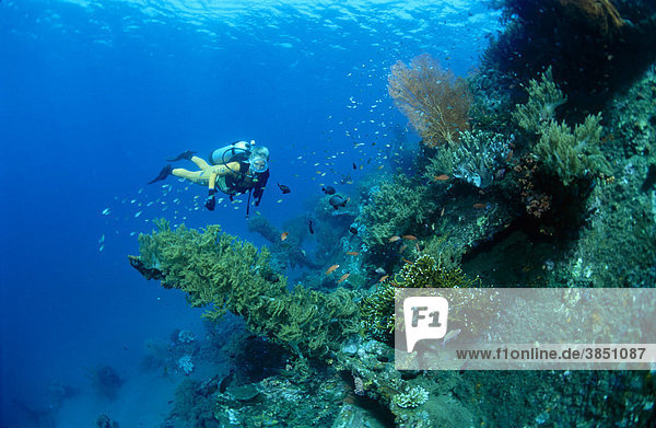 Underwater landscape in Tulamben  Bali  Indonesia  South East Asia