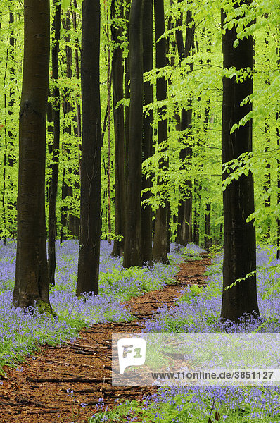 Pfad durch einen Buchenwald  Rotbuche (Fagus sylvatica)  mit Hasenglöckchen (Hyacinthoides)  Frühling  Hallerbos  Brüssel  Belgien  Europa