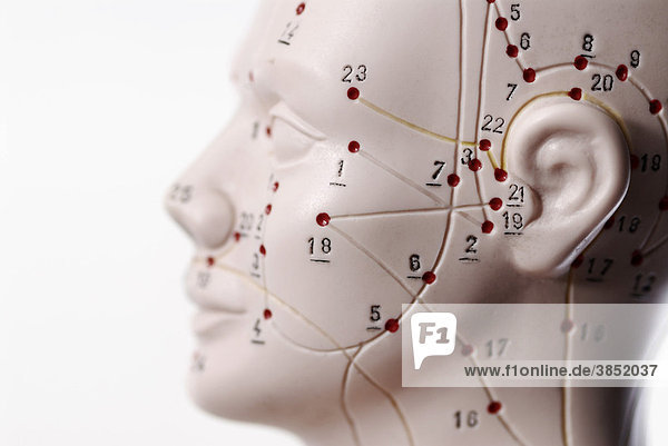 Anatomisches Modell  Kopf mit Akupunkturpunkten