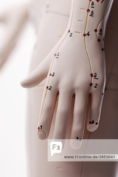 Anatomical model  hand with acupuncture points