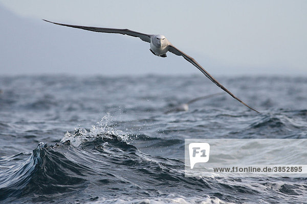 Salvin-Albatros (Thalassarche Salvini)  Altvogel im Flug  tief über bewegte See  Kaikoura  Neuseeland