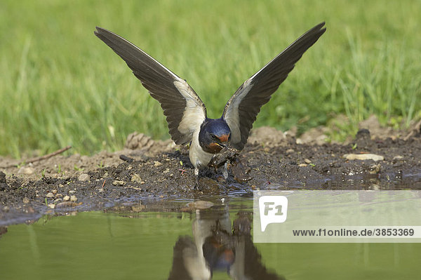 Barn Swallow (Hirundo rustica)  adult  collecting mud at pool edge  wings raised  Inverness-shire  Scotland  United Kingdom  Europe