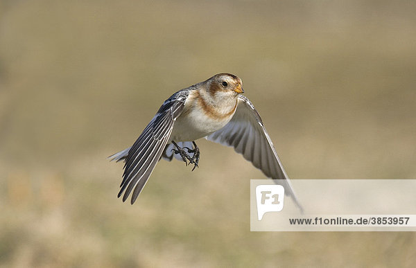 Schneeammer (Plectrophenax nivalis)  ausgewachsener Vogel im Flug  schwebend  Norfolk  England  Großbritannien  Europa