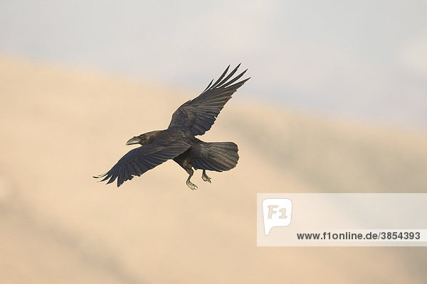 Unterart des Kolkraben der auf den Kanarischen Inseln vorkommt (Corvus corax tingitanus)  ausgewachsener Vogel im Flug  Fuerteventura  Kanarische Inseln  Spanien  Europa