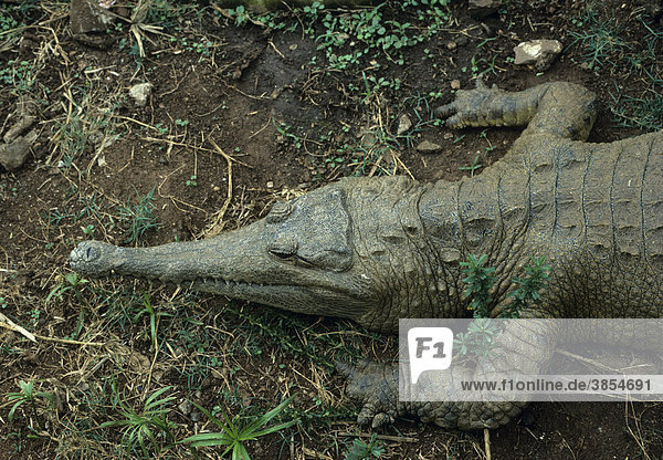 Panzerkrokodil (Crocodylus cataphractus)