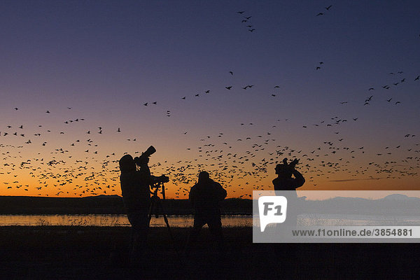 Photographers with cameras  photographing Snow Goose (Anser caerulescens) flock  silhouetted at dawn  Bosque del Apache  New Mexico  USA