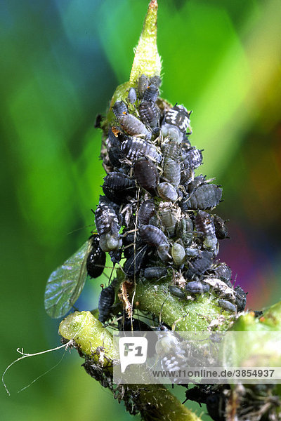 Schwarze Bohnenläuse (Aphis fabae)  Lauskolonie auf dem Trieb einer Stangenbohne im Garten  Grafschaft Powys  Wales  Großbritannien  Europa
