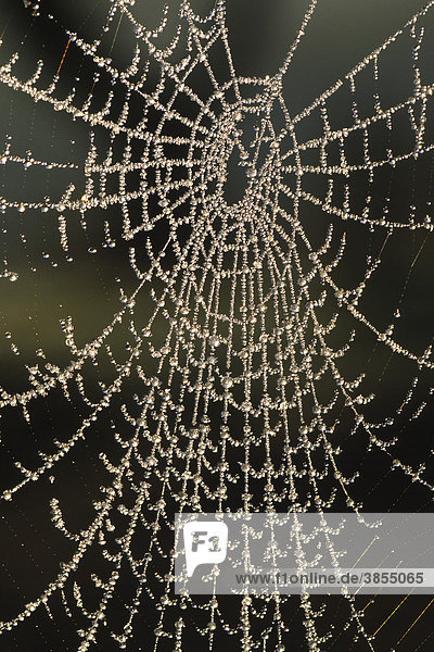 Mit Tau bedecktes Spinnennetz  Powys  Wales  Großbritannien  Europa
