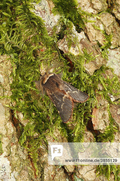 Kleine Pappelglucke oder Herbstglucke (Poecilocampa populi)  auf mit Moos bedeckter Eichenrinde  Powys  Wales  Großbritannien  Europa