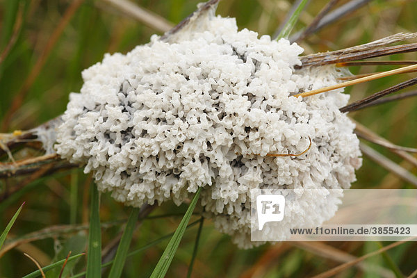 Schleimpilze (Myxomycetes sp.)  Früchtkörper auf Wiese  Powys  Wales  Großbritannien  Europa
