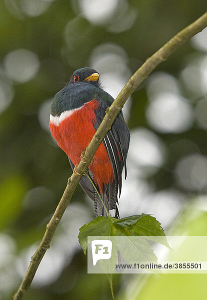 Collared Trogon (Trogon collaris)  adult  perched on branch  in cloud forest  Andes  Ecuador  South America