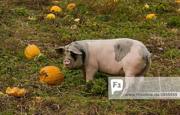 Domestic Pig  adult  feeding on pumpkins  Apuseni Mountains  Western Carpathians  Transylvania  Romania  Europe