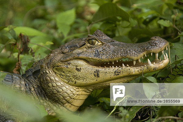 Spectacled Caiman (Caimen crocodilus)  adult  portrait  Costa Rica  Central America