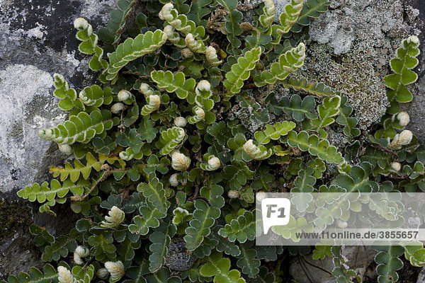 Rusty-back Fern (Ceterach officinarum)  close-up of fronds  Grazalema  Andalucia  Spain  Europe