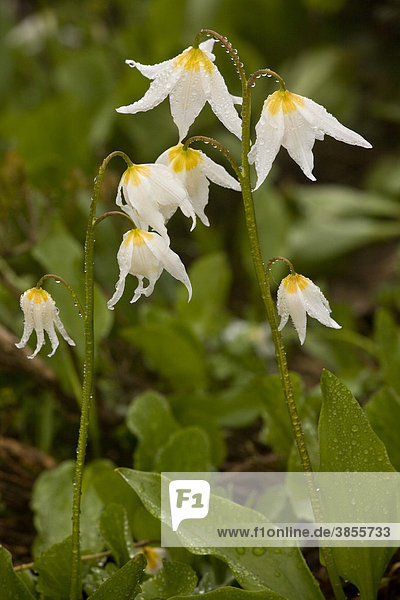 White Avalanche Lily (Erythronium montanum)  flowering  Mount Rainier  Cascade Mountains  Washington  USA