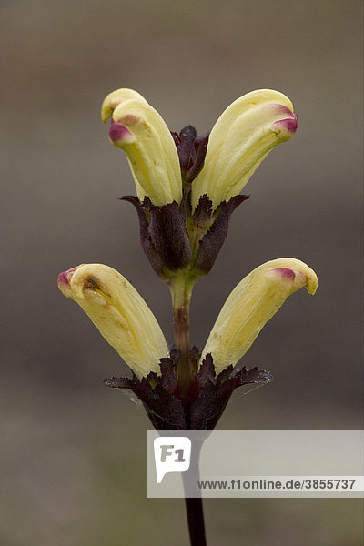 Moor-king (Pedicularis sceptrum-carolinum)  flowers  in boreal bog  Sweden  Europe