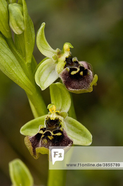 Bornmueller's Orchid (Ophrys bornmuelleri)  close-up of flowers  Cyprus
