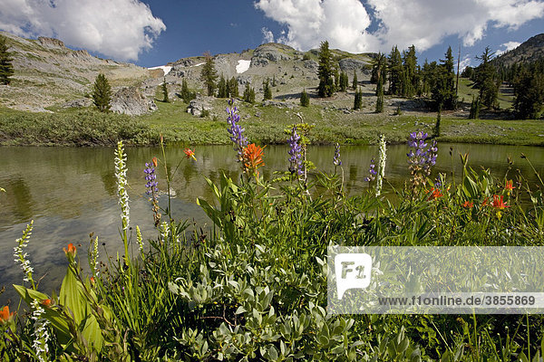 Mixed wildflowers  Sierra Bog Orchid  Lupin and Paintbrush  growing beside alpine lake  Carson Pass  Sierra Nevada  California  USA