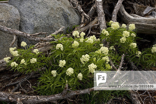 Alpine Elder (Sambucus racemosa)  flowering  near Winnemucca Lake  Carson Pass  Sierra Nevada  California  USA