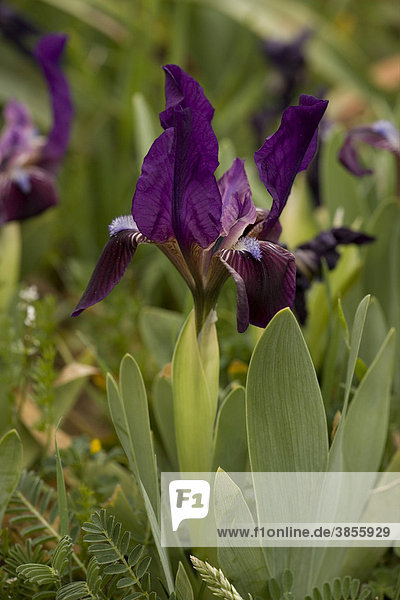 Southern Dwarf Iris (Iris pseudopumila)  blue-violet form  flowering  Sicily  Italy  Europe