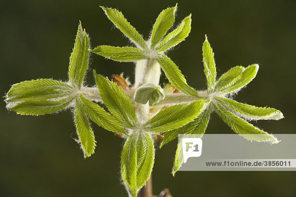 Horse Chestnut (Aesculus hippocastanum) leaves  newly emerging