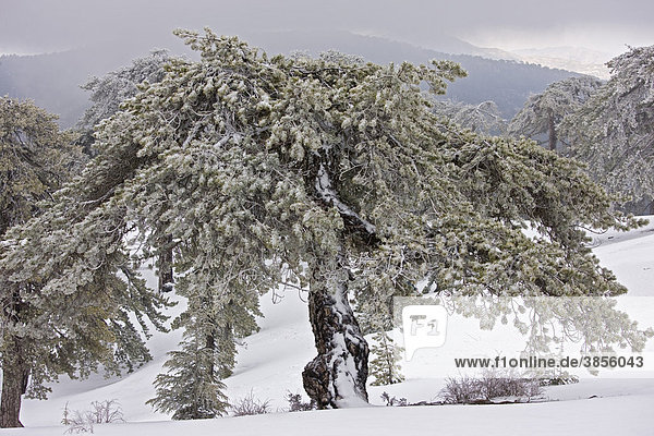 Black Pine (Pinus nigra ssp. pallasiana) ancient forest  in snow and freezing fog  Troodos Mountains  Southern Cyprus