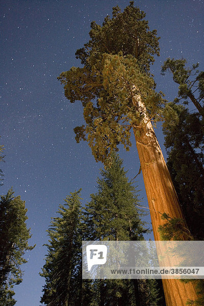 Giant Redwood (Sequoiadendron giganteum) at night  Sequoia National Park  Sierra Nevada  California  USA