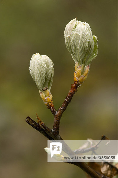 Common Whitebeam (Sorbus aria) new leaves unfurling  in woodland  France  Europe