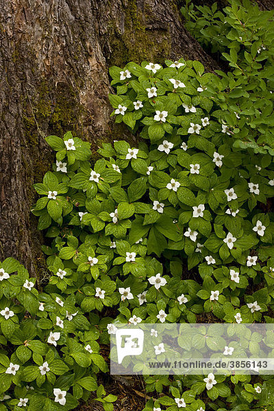 Western Bunchberry (Cornus unalaschkensis)  under Western Red Cedar old-growth forest  Lost Lake  Mount Hood  Cascades  Oregon  USA