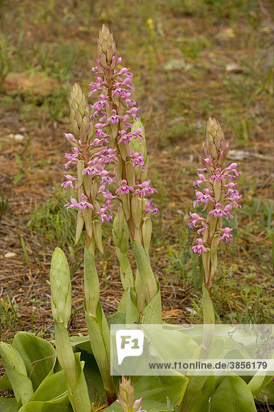 Satyrium Orchid (Satyrium erectum)  flowering  Namaqualand  Cape  South Africa
