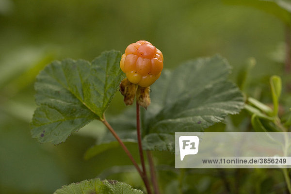 Cloudberry (Rubus chamaemorus)  in fruit  Northern Britain  Europe