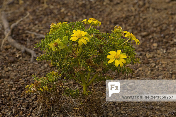 Floreana Daisy (Lecocarpus pinnatifidus)  flowering  Floreana  Galapagos