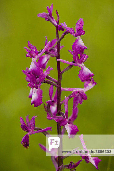 Loose-flowered Orchid (Orchis laxiflora)  flowering  flowerspike  in wet meadow  Dordogne  France  Europe