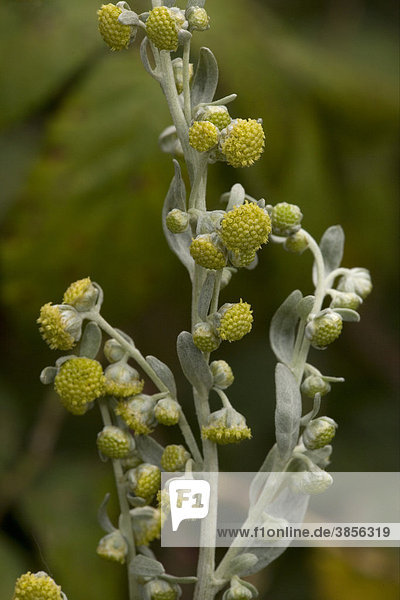 Strand-Beifuß Artemisia maritima , blühend - Stockfoto