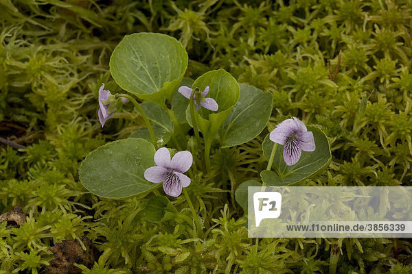 Marsh Violet (Viola palustris)  flowering  growing in bog amongst Sphagnum moss  rare in Britain